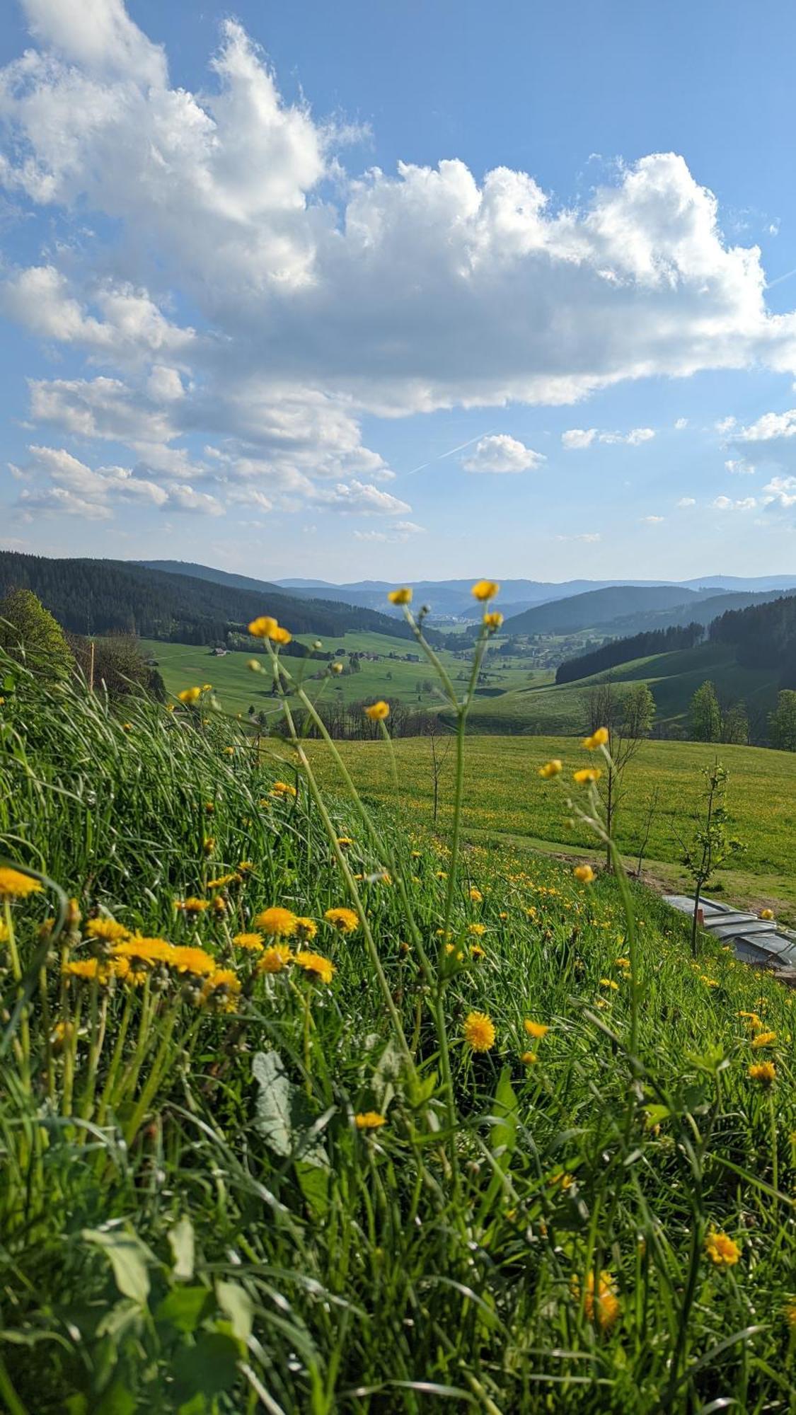 Haberjockelshof Erlebnishof Apartman Titisee-Neustadt Kültér fotó